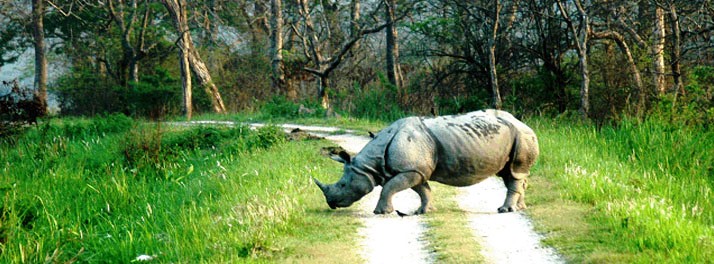 746/IORA-The Retreat - Kaziranga National Park 14.jpg